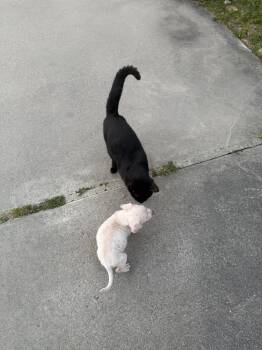 Labrador Retriever and Pit Bull Terrier Dogs Available for Adoption in Silsbee, Texas - Ghost | PetCurious