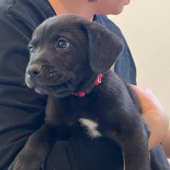 Australian Shepherd and Mixed Breed Dogs Available for Adoption in Boerne, Texas - Eugene | PetCurious