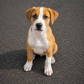 Pepe -  Terrier and Mixed Breed Dog for Adoption in Gwinn, Michigan - Pepe | PetCurious