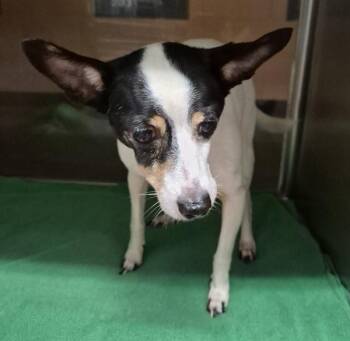 Pen 216 -  Chihuahua Dog for Adoption in Lawrenceville, Georgia - Pen 216 | PetCurious