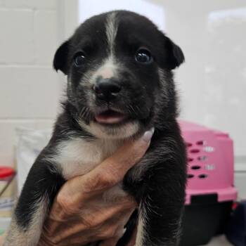 Whitney -  Terrier Dog Available for Adoption in Corpus Christi, Texas - Whitney | PetCurious