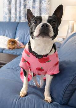 Boston Terrier Dogs Available for Adoption in Afton, Tennessee - Dixie | PetCurious