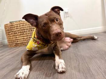 Dolly Maple a Staple of Love -  Pit Bull Terrier and Labrador Retriever Dog for Adoption in Friendswood, Texas - Dolly Maple A Staple Of Love | PetCurious
