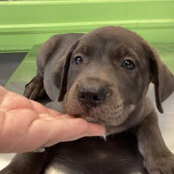 Karen -  Terrier and Pit Bull Terrier Dog for Adoption in Montgomery, Alabama - Karen | PetCurious