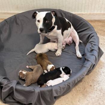 Rescue American Staffordshire Terrier and Mixed Breed Dogs for Adoption in Austin, Texas - Polo Team Captain | PetCurious