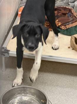BEAU -  German Shepherd Dog and Mixed Breed Dog for Adoption in Omaha, Nebraska - BEAU | PetCurious