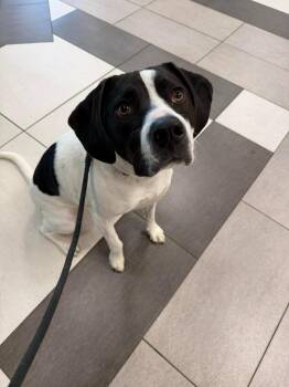 Tsuki -  Mixed Breed Dog for Adoption in Raleigh, North Carolina - Tsuki | PetCurious