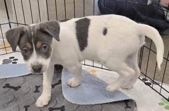 Rescue Jack Russell Terrier and Terrier Dogs for Adoption in Bend, Oregon - Minnie's Puppy 3 | PetCurious