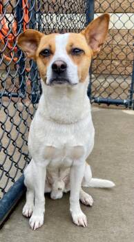 Parson Russell Terrier Dogs Available for Adoption in Tulsa, Oklahoma - SNYDER | PetCurious