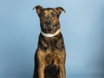 DIAMOND -  Pit Bull Terrier and Mixed Breed Dog for Adoption in Phoenix, Arizona - DIAMOND | PetCurious