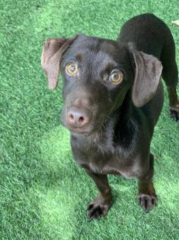 Bruno -  Dachshund Dog Available for Adoption in Center Square, Pennsylvania - Bruno | PetCurious