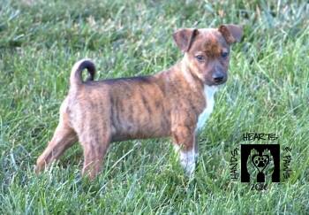Timberland -  Australian Cattle Dog Blue Heeler Dog for Adoption in Omaha, Nebraska - Timberland | PetCurious