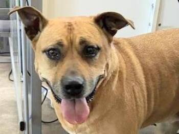 Mixed Breed Dogs Available for Adoption - She-ra | PetCurious