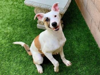 Anatolian Shepherd and Mixed Breed Dogs Available for Adoption in Moreno Valley, California - TAMBERINE | PetCurious