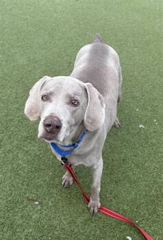 Weimaraner Dogs Available for Adoption in Boston, Massachusetts - LUCY | PetCurious