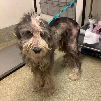IVHS-Stray-140946 -  Terrier Dog for Adoption in San Gabriel, California - IVHS-Stray-140946 | PetCurious