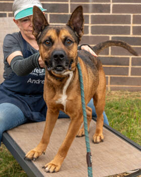 Rescue Mixed Breed Dogs for Adoption in Chamblee, Georgia - Farmer | PetCurious