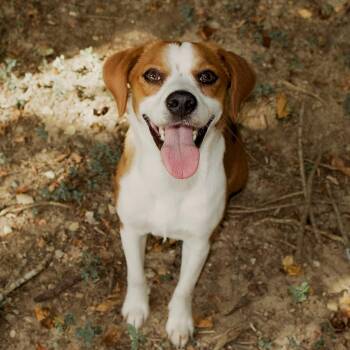 Pipkin -  Beagle and Mixed Breed Dog for Adoption in Hardeeville, South Carolina - Pipkin | PetCurious
