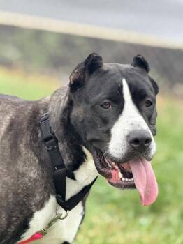 London -  Mixed Breed Dog for Adoption in West Chester, Pennsylvania - London | PetCurious