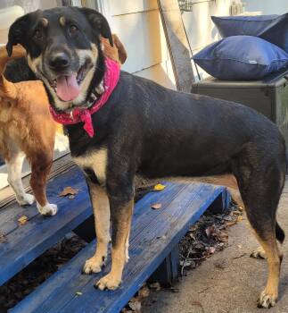 Calaya Kali -  Shepherd and Labrador Retriever Dog for Adoption in Brooklyn Center, Minnesota - Calaya Kali | PetCurious