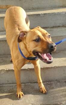 Rescue Pit Bull Terrier Dogs for Adoption in Peru, Illinois - Avon | PetCurious