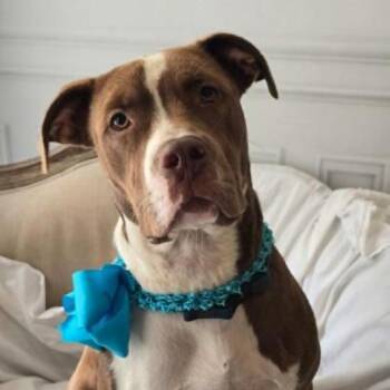 Ruby -  Mixed Breed Dog for Adoption in Chicago, Illinois - Ruby | PetCurious