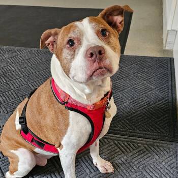 Rescue Pit Bull Terrier Dogs for Adoption in Concord, New Hampshire - Amber | PetCurious