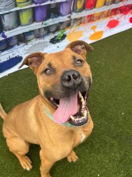 Kai -  Mixed Breed Dog for Adoption in Cincinnati, Ohio - Kai | PetCurious