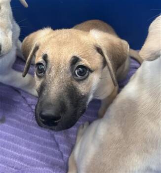 Mixed Breed Dogs Available for Adoption - CEEINO | PetCurious