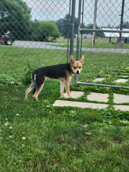 Moonglow -  Mixed Breed Dog for Adoption in Chambersburg, Pennsylvania - Moonglow | PetCurious
