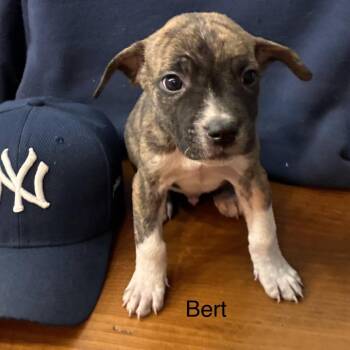 English Bulldog and Mixed Breed Dogs Available for Adoption in Eastford, Connecticut - NY Bert Avail Apr 18 (Tractor Supply Patterson NY) | PetCurious