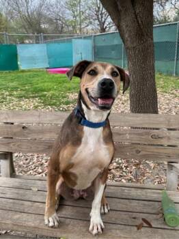 Rescue Hound and Terrier Dogs for Adoption in San Antonio, Texas - Sapphire | PetCurious