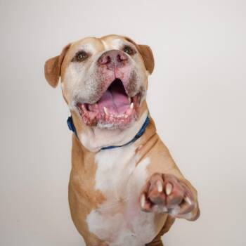 Sam -  Boxer and Labrador Retriever Dog for Adoption in West Palm Beach, Florida - Sam | PetCurious