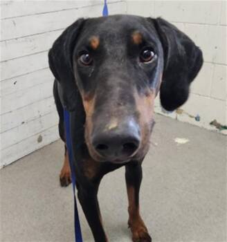 JACK -  Doberman Pinscher Dog for Adoption in San Bernardino, California - JACK | PetCurious