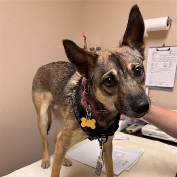 Chihuahua and Shepherd Dogs Available for Adoption in Tempe, Arizona - Cooper Blue | PetCurious