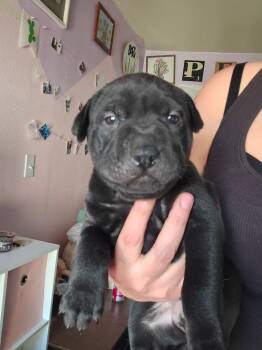 Labrador Retriever and Shar Pei Dogs Available for Adoption in Carson City, Nevada - Birthday Cake | PetCurious