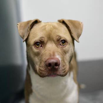 Paco -  Pit Bull Terrier and Mixed Breed Dog for Adoption in Idaho Falls, Idaho - Paco | PetCurious