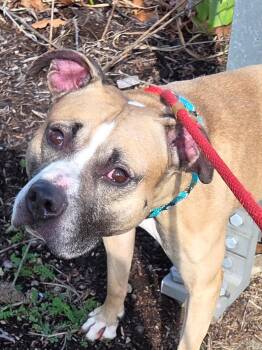 Mixed Breed Dogs Available for Adoption - Whisper | PetCurious