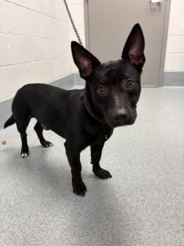 BOOTS -  Labrador Retriever Dog for Adoption in Indianapolis, Indiana - BOOTS | PetCurious