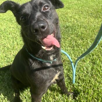 Milos -  Labrador Retriever Dog for Adoption in Pearland, Texas - Milos | PetCurious
