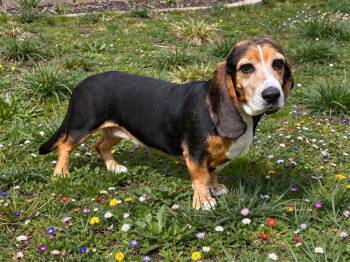 Holly -  Basset Hound and Mixed Breed Dog for Adoption in Sebastian, Florida - Holly | PetCurious