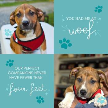 Terrier and Labrador Retriever Dogs Available for Adoption in Falmouth, Maine - Buck | PetCurious