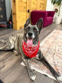 Mygena Hyena Adventures and Cuddles -  Dutch Shepherd and Shepherd Dog for Adoption in Friendswood, Texas - Mygena Hyena Adventures And Cuddles | PetCurious