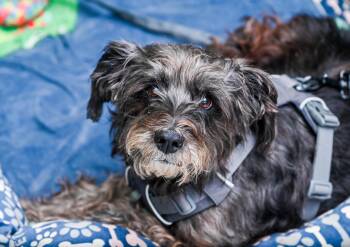 Terrier and Wirehaired Terrier Dogs Available for Adoption in Chattanooga, Tennessee - Marley Poppins | PetCurious