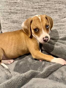 Hound Dogs Available for Adoption in Greenlawn, New York - Rice | PetCurious