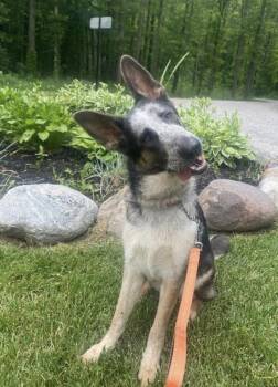 Nellie Offsite at Multiple Breed Rescue -  Shepherd Dog for Adoption in Elyria, Ohio - Nellie Offsite At Multiple Breed Rescue | PetCurious