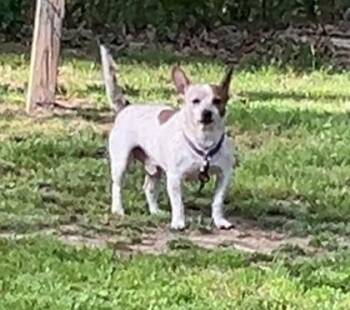Parson Russell Terrier Dogs Available for Adoption in West Memphis, Arkansas - Cooper | PetCurious