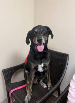 Labrador Retriever and German Shepherd Dog Dogs Available for Adoption in Bolivar, Missouri - Blackie | PetCurious