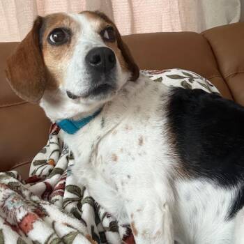 Beagle Dogs Available for Adoption in Brainerd, Minnesota - Penny | PetCurious