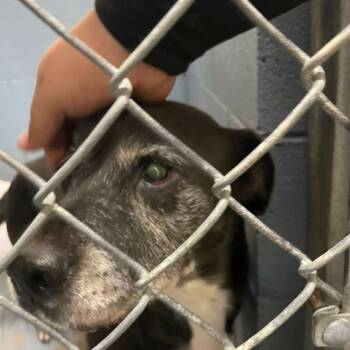 Rescue Mixed Breed Dogs for Adoption in Gadsden, Alabama - ELM 17 | PetCurious